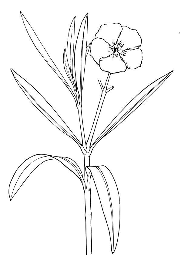 Disegno da colorare fiore - oleandro