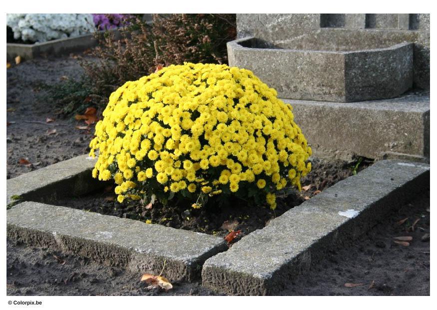 fiori al cimitero Foto fiori al cimitero