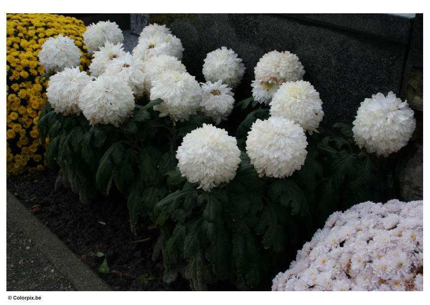 fiori al cimitero Foto fiori al cimitero