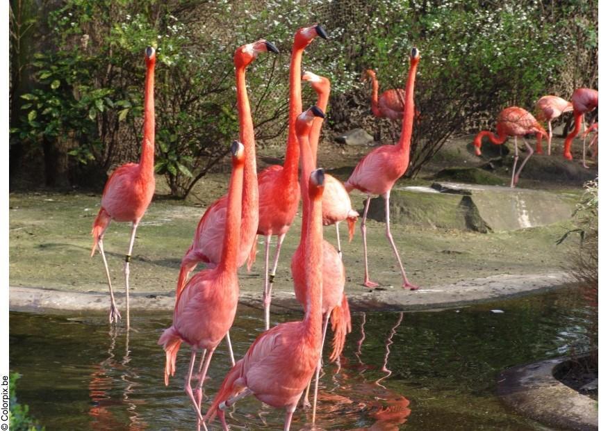 flamengo Foto flamengo