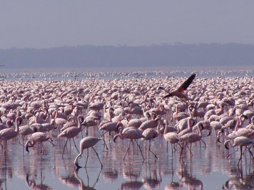 flamingo Foto flamingo