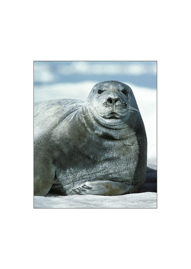 foca barbuta Foto foca barbuta