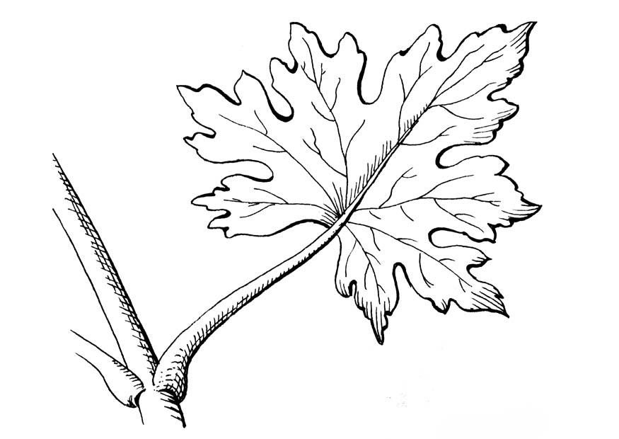 foglia Disegno da colorare foglia