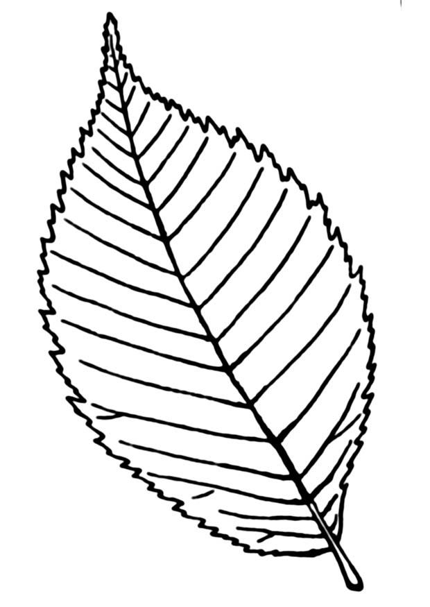 foglia Disegno da colorare foglia