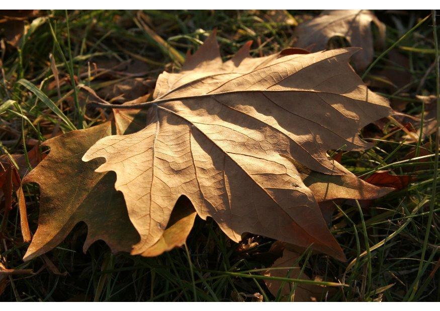 foglia autunnale Foto foglia autunnale