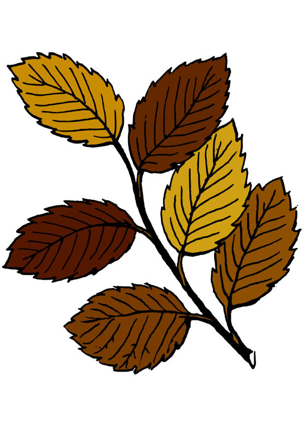foglie dautunno immagine foglie dautunno