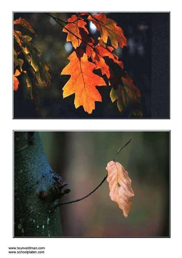 foglie dautunno Foto foglie dautunno