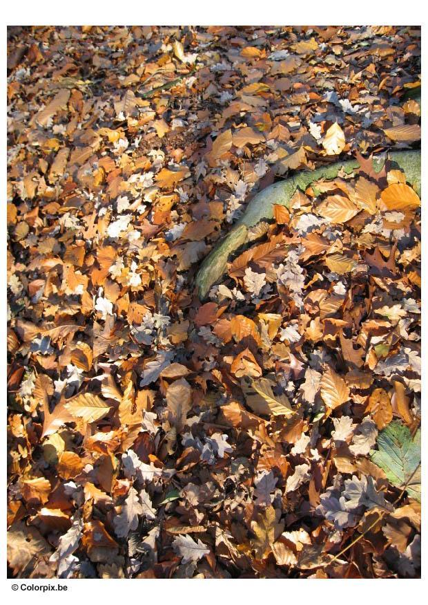 foglie dautunno Foto foglie dautunno