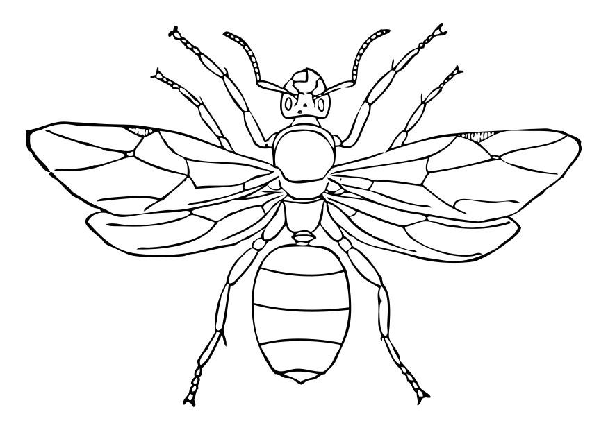 formica regina Disegno da colorare formica regina