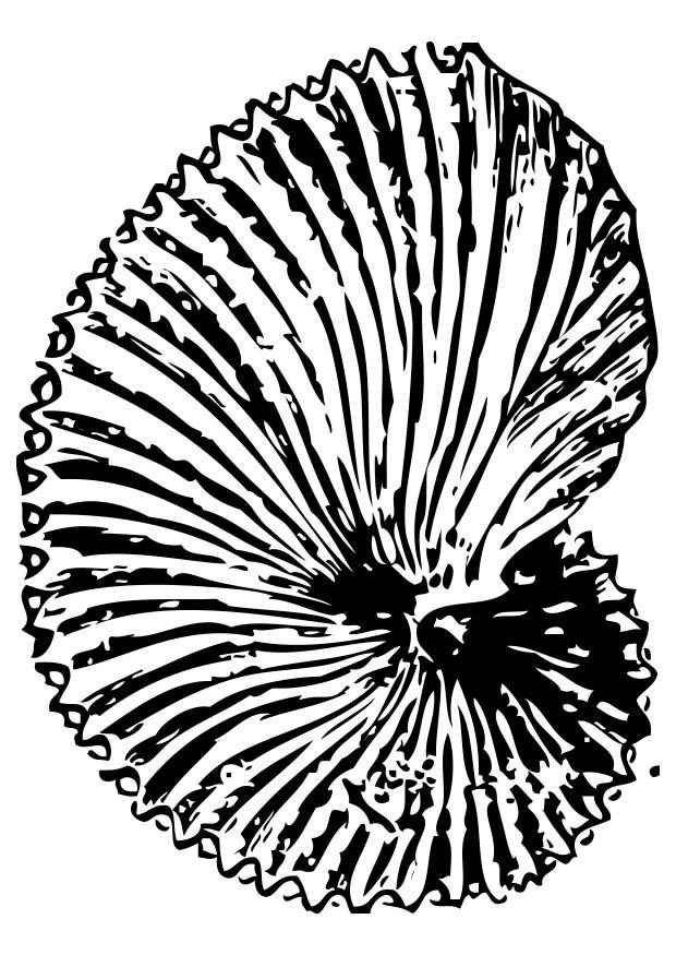 fossile Disegno da colorare fossile