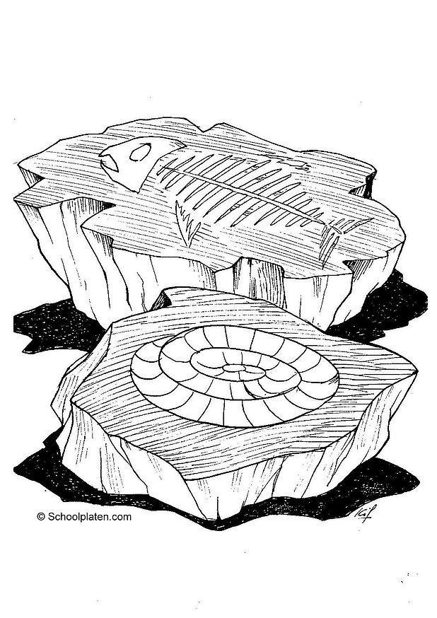fossile Disegno da colorare fossile