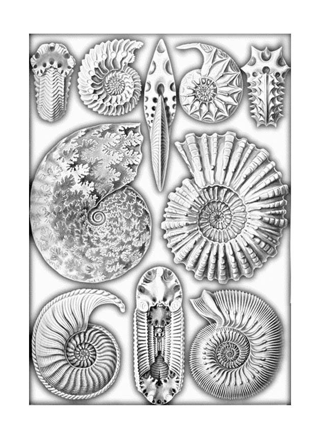 fossili Disegno da colorare fossili