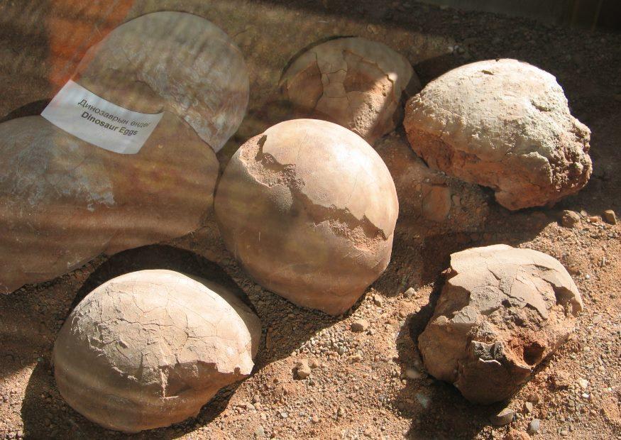 fossili - uova di dinosauro Foto fossili - uova di dinosauro