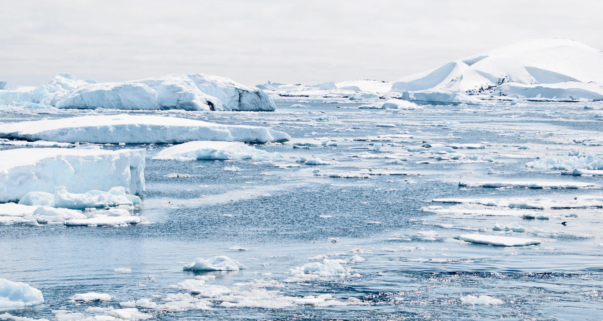 Foto antartico