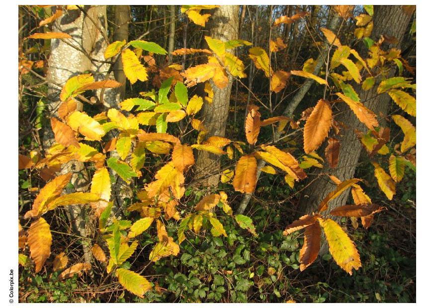 Foto autunno nella foresta