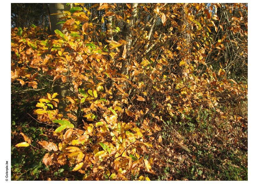 Foto autunno nella foresta