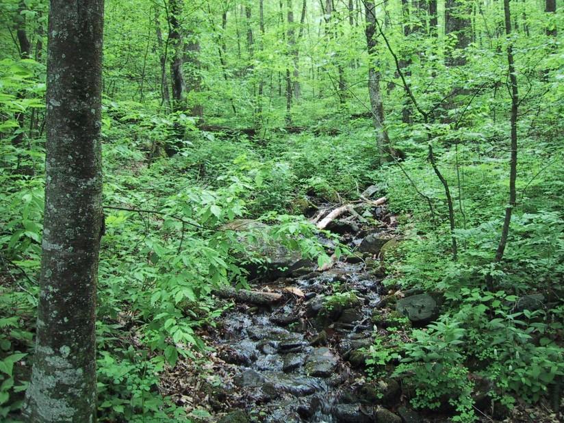 Foto foresta