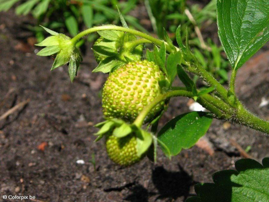 fragole 1 Foto fragole 1