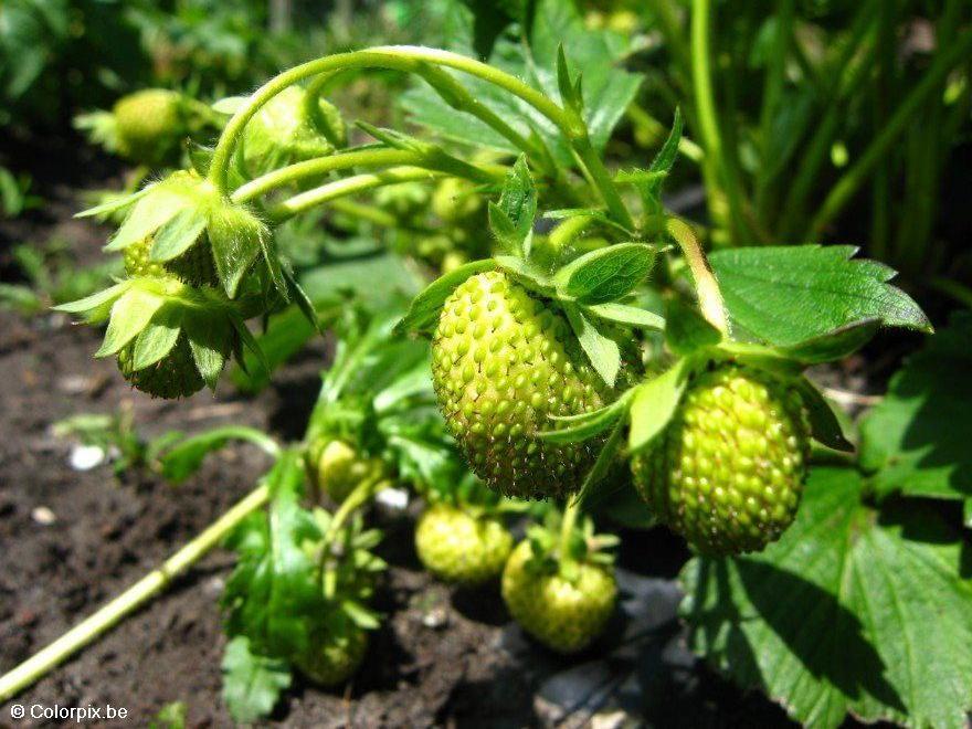 fragole 3 Foto fragole 3