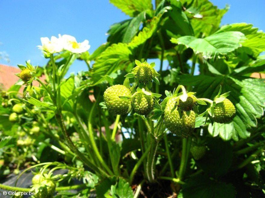 fragole Foto fragole