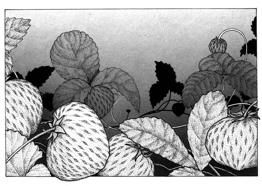 fragole Disegno da colorare fragole
