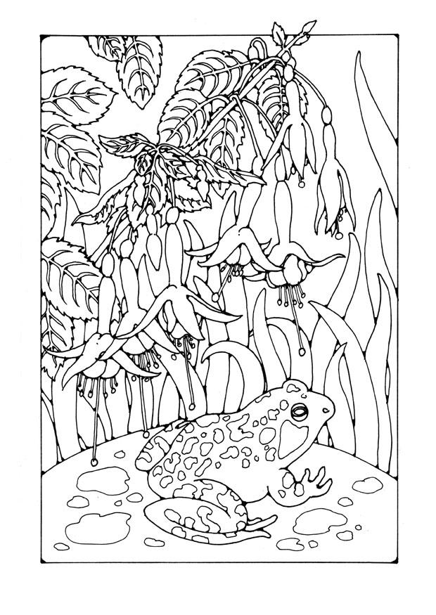 fucsia con rana Disegno da colorare fucsia con rana
