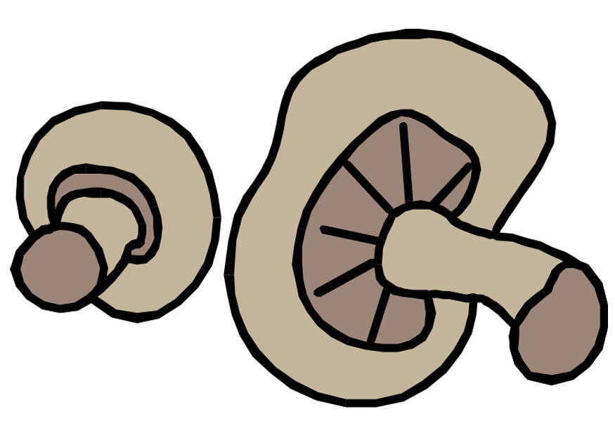 funghi immagine funghi