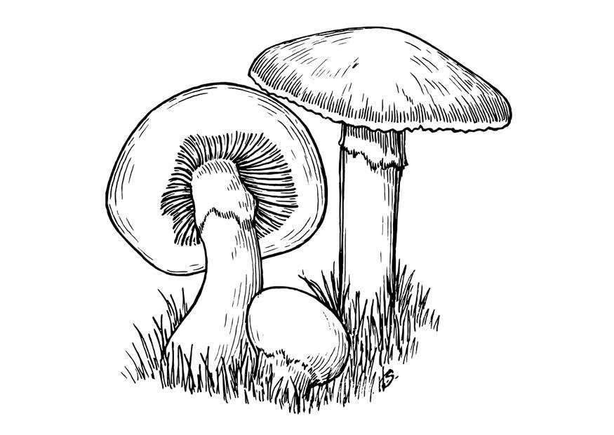 funghi Disegno da colorare funghi
