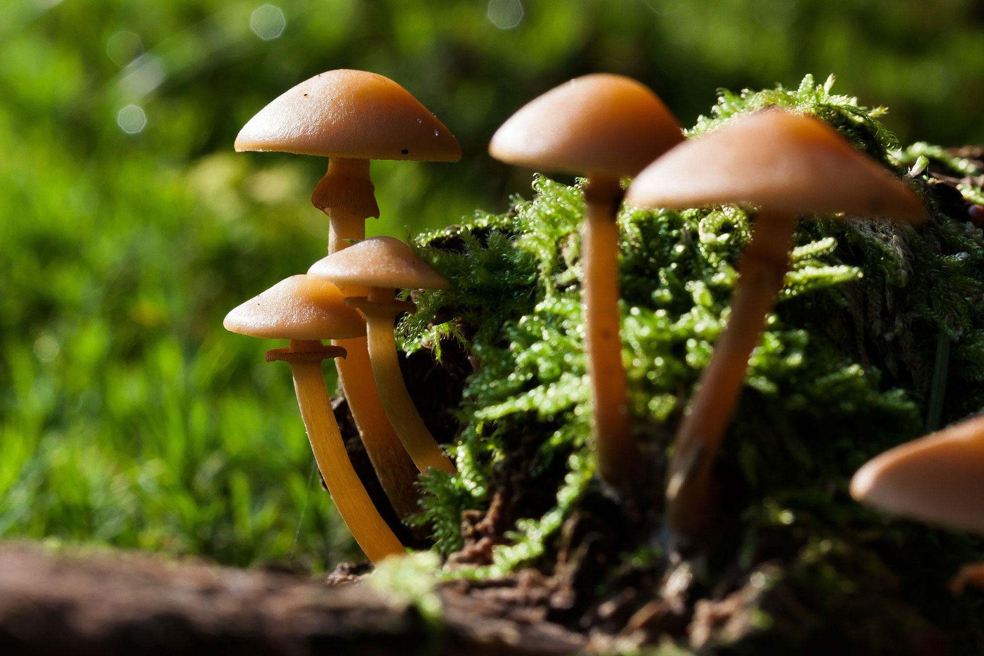 funghi Foto funghi