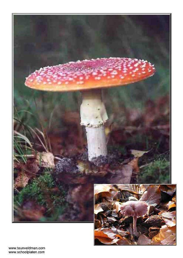 funghi Foto funghi