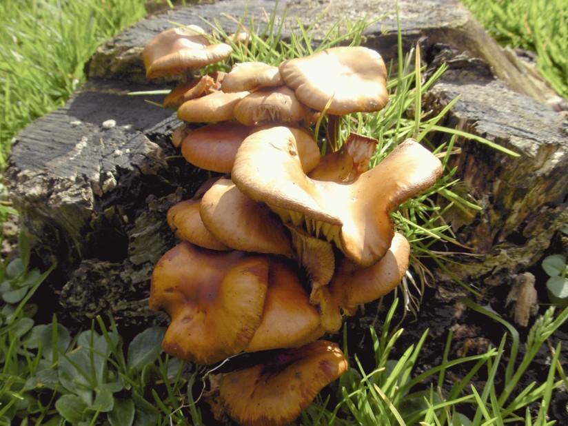funghi Foto funghi