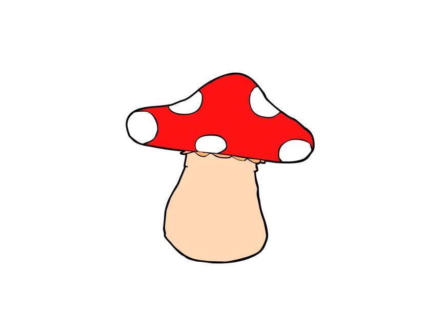 fungo immagine fungo