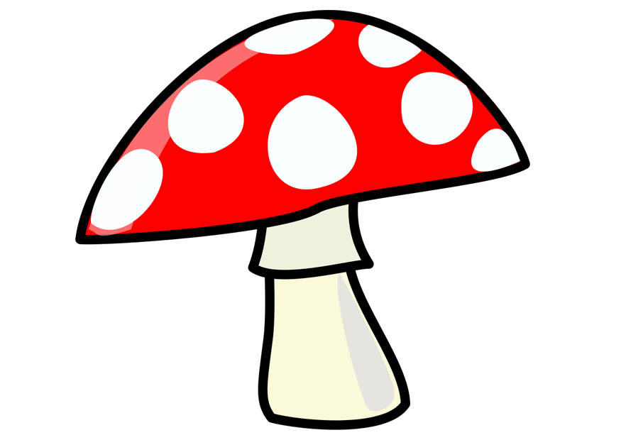 fungo immagine fungo