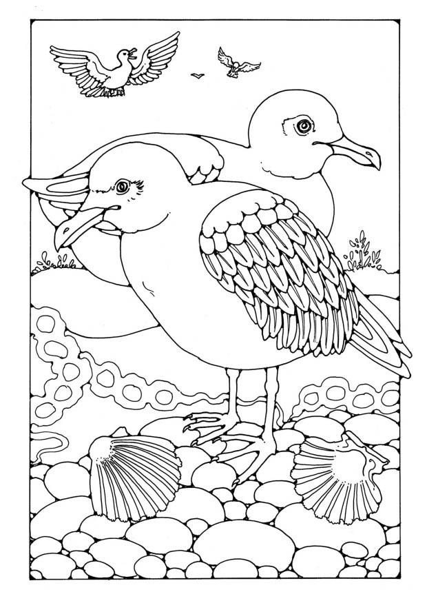 gabbiani Disegno da colorare gabbiani