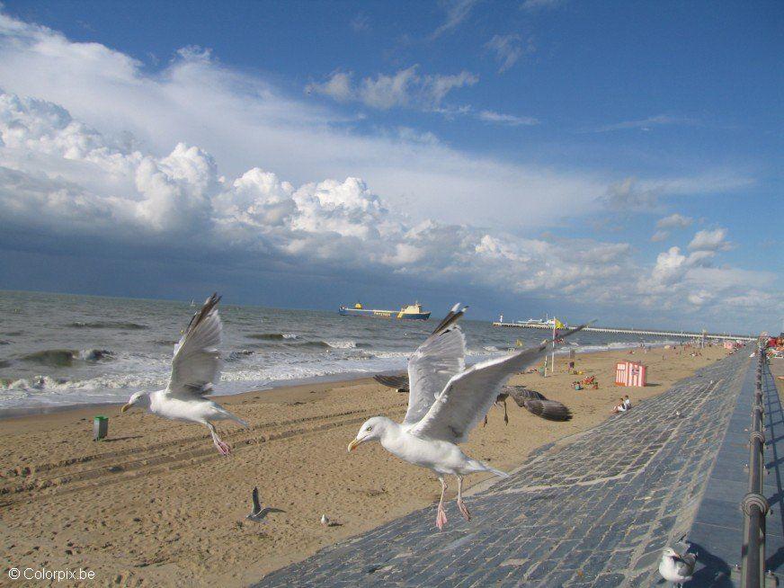 gabbiani sulla spiaggia Foto gabbiani sulla spiaggia