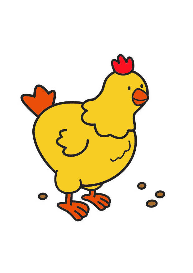 gallina immagine gallina
