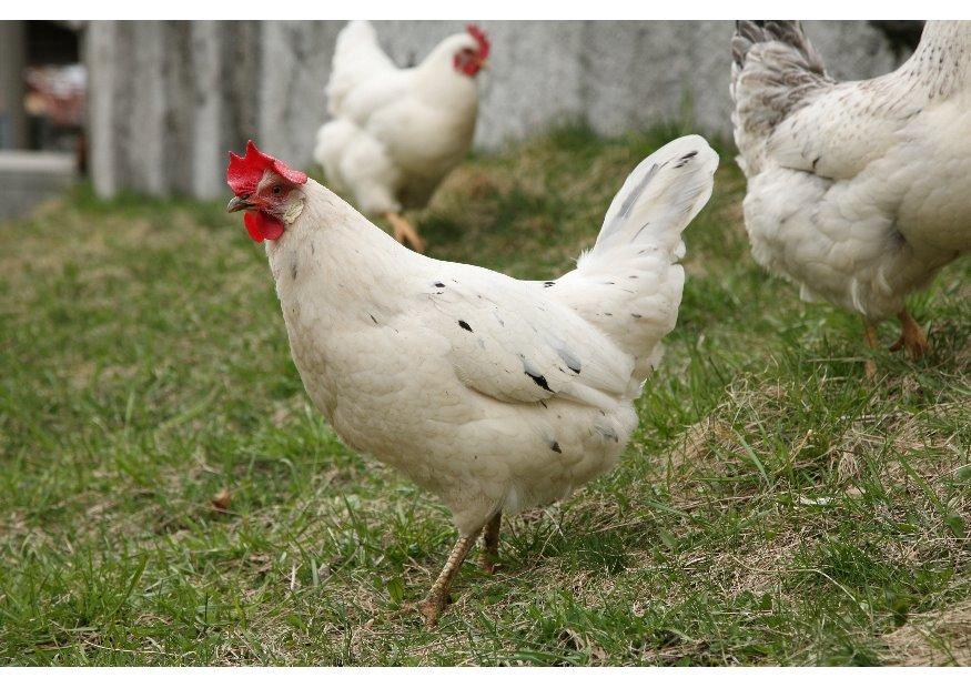gallina - gallo Foto gallina - gallo