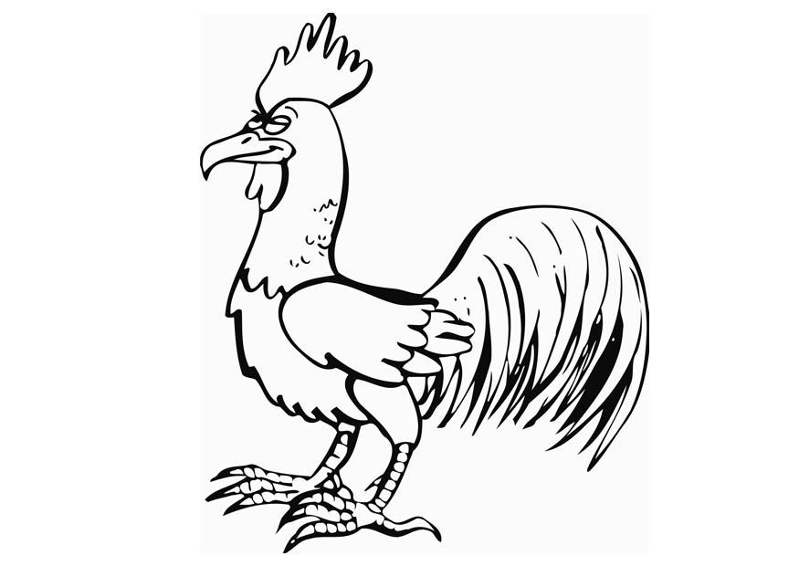 gallo Disegno da colorare gallo