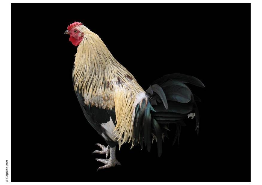 gallo Foto gallo