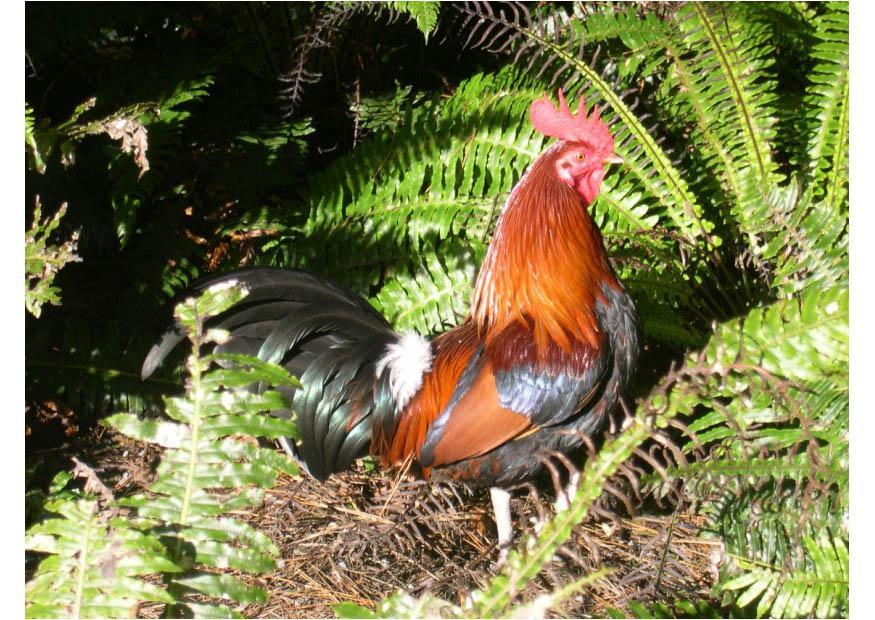 gallo Foto gallo