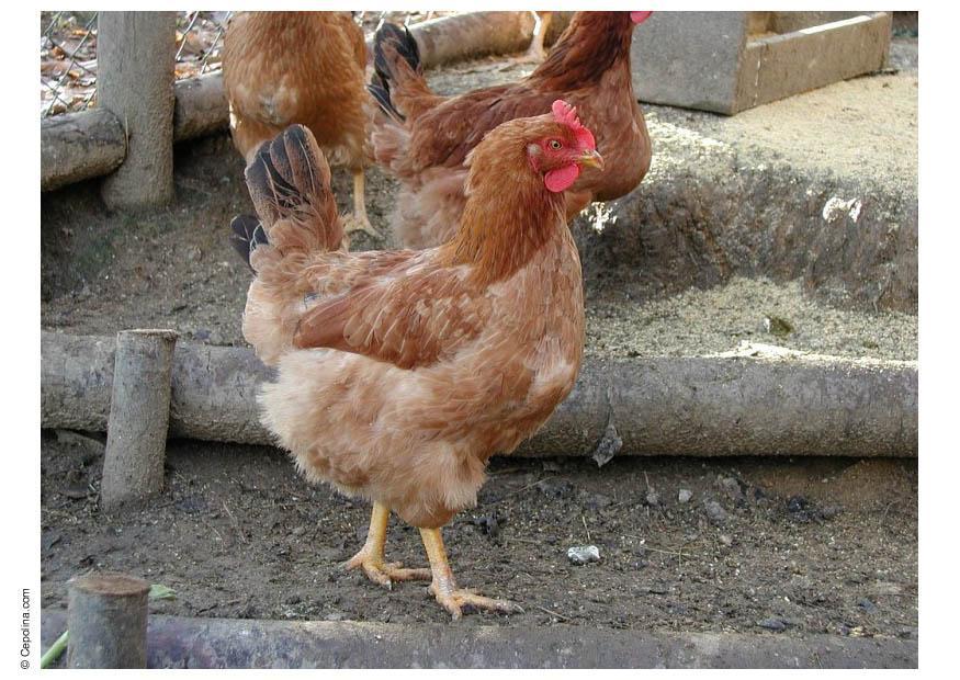 gallo Foto gallo
