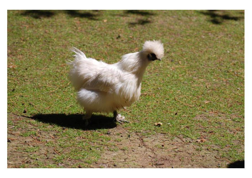 gallo Foto gallo