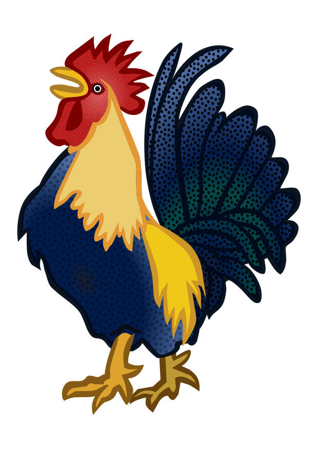gallo immagine gallo