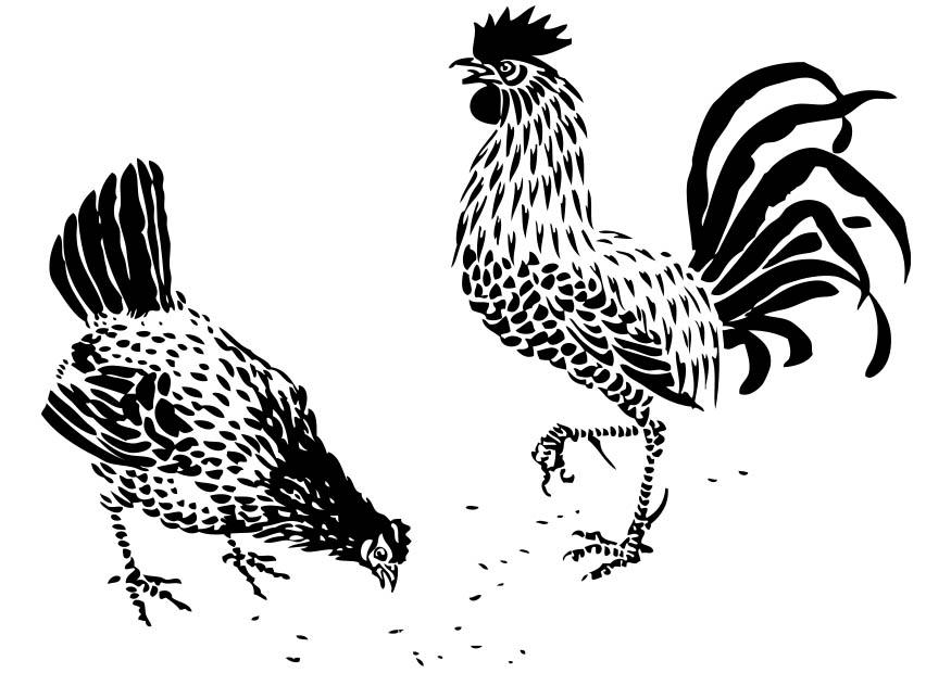 gallo e gallina Disegno da colorare gallo e gallina