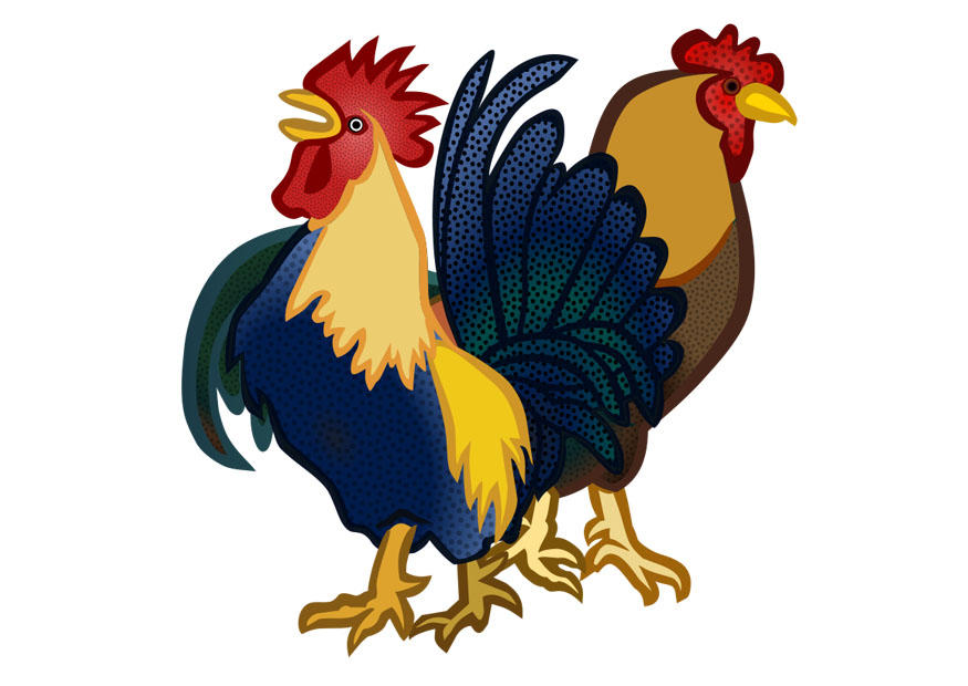 gallo e gallina immagine gallo e gallina