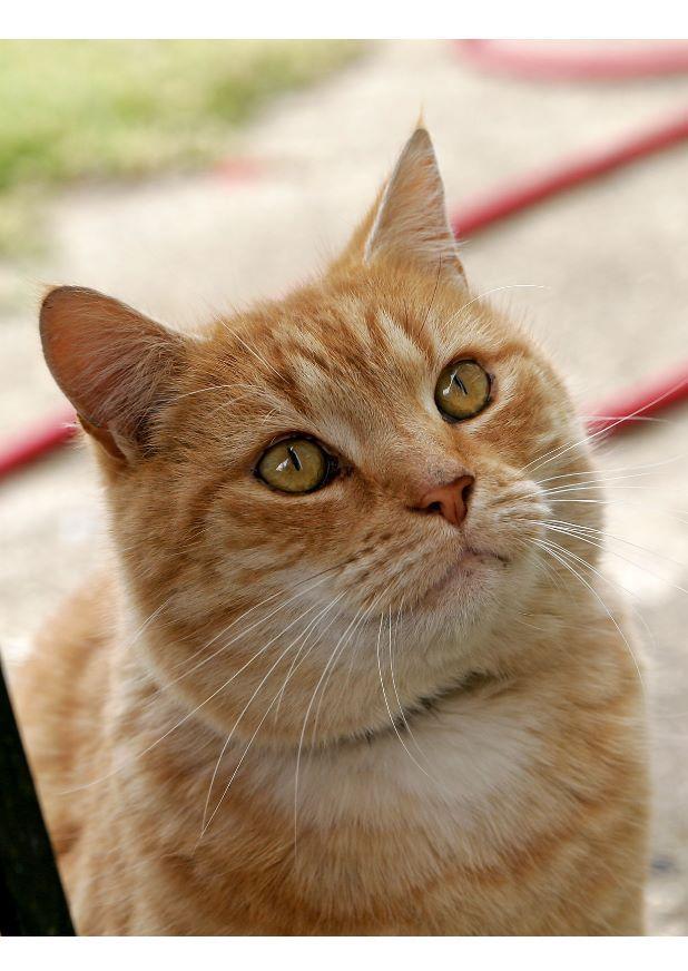 gatto Foto gatto