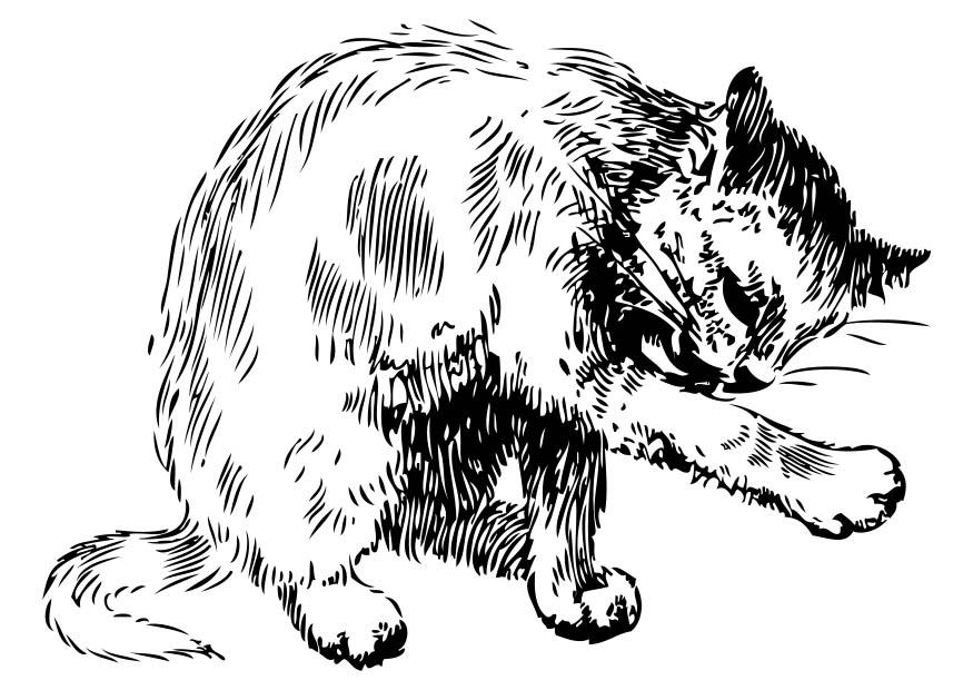 gatto Disegno da colorare gatto