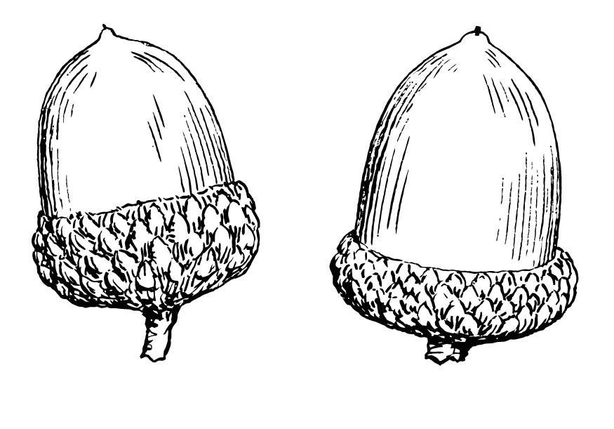 ghianda Disegno da colorare ghianda