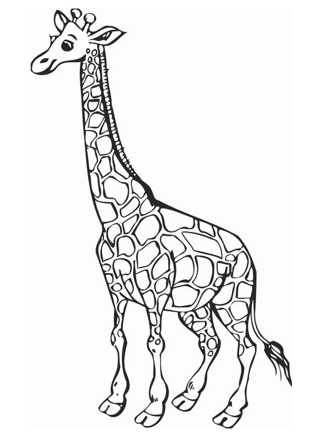 giraffa Disegno da colorare giraffa