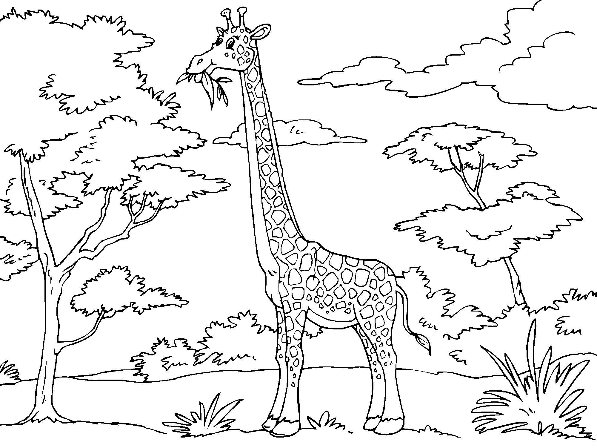 giraffa Disegno da colorare giraffa